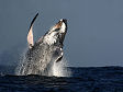 Whale